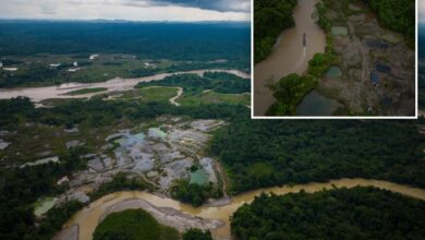 Over 90 arrests made during the environmental crime in the Amazon Basin