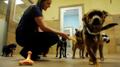 PetSmart used dog grooming school to ‘trap’ employees, Colorado lawsuit says