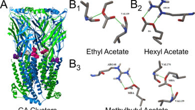 Popular vape flavors found to boost nicotine reward in adolescent mice