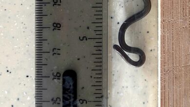 Scientists overturn hundreds of rocks to rediscover world’s smallest-known snake