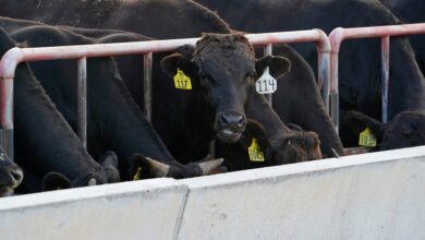 Trump admin. touts “major trade breakthrough” as Australia says it will ease U.S. beef import restrictions