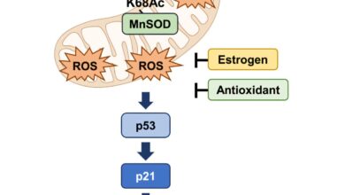 A keto diet might benefit females more than males