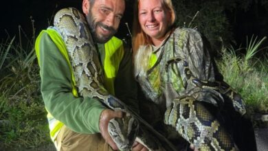 Florida man captures 87 invasive pythons, awarded ,000 through state incentive system