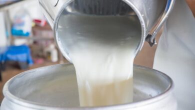 Florida officials warn about risks of drinking raw milk after 21 people sickened
