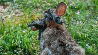 Is The Virus Causing ‘Zombie Rabbits’ A Threat To Humans?