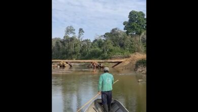 Isolated Amazon tribe seen near logging bridge site, alarming rights group