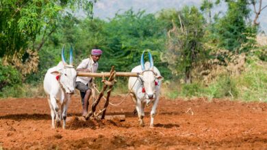 “One Health” Is The New Global Policy Framework