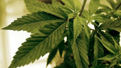 Robin Westman’s pot connection is another reason to go slow on looser rules for weed