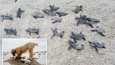 Stray dog kills 23 baby sea turtles after they hatched on Florida beach