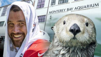 Travis Kelce Gets Famed Aquarium Invite After Sea Otter Love Confession