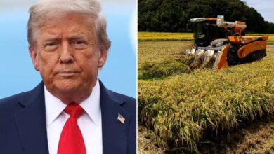 Trump demand for Japan to buy more US rice snagged trade talks, Nikkei says