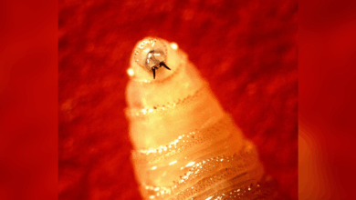 A Maryland resident is diagnosed with screwworm. Here’s what to know about the flesh-eating parasite.