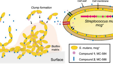 Can the ‘good’ bacteria in your mouth act as probiotic cavity fighters?