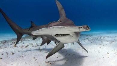 Endangered shark meat is being sold under misleading labels in the U.S., study finds