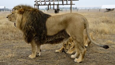 Keenesburg’s Wild Animal Sanctuary sues developer