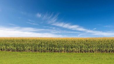 Let’s Break Down What You Need to Be Watching This Week