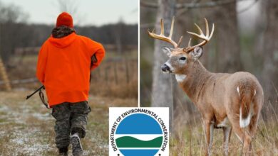 Long Islanders asked to slaughter deer as growing wildlife population wreaks havoc