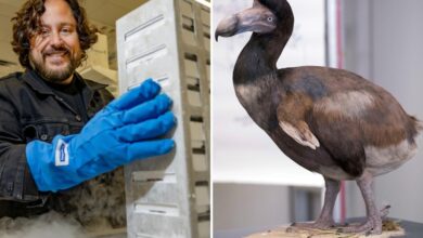 Texas company makes major breakthrough in de-extinction of dodo bird