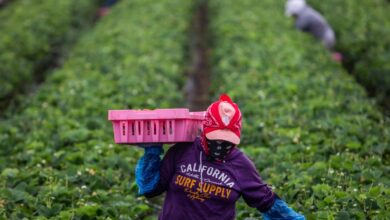 Federal data reveals 1.2 million drop in immigrant workers under Trump