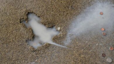 Chicago’s ‘rat hole’ likely caused from other critter: researchers