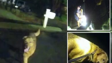 Dutiful dog leads police to owner’s missing mother: video