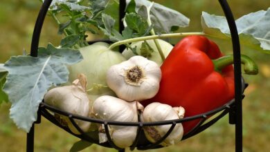 Food processing level outweighs plant-based label for heart health benefits, study finds