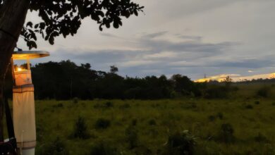 Malaria risk in the Amazon found to be higher in regions with intermediate forest degradation