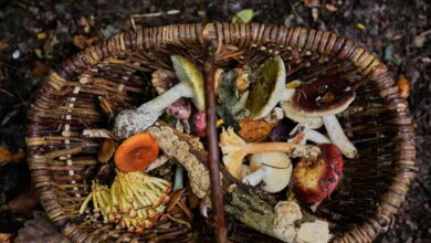 Old tradition finds new life as Germans flock to forests to collect mushrooms