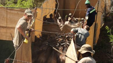 Reviving this African game reserve meant catching, transporting hundreds of animals