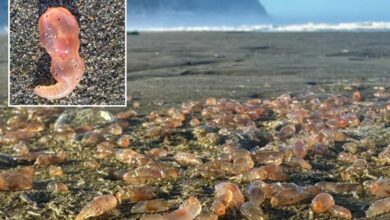 Skin breathing sea cucumbers wash up on Oregon Seaside beach