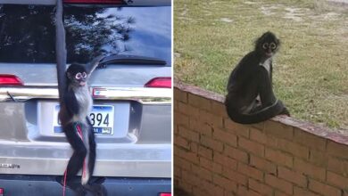 Small town clerk catches loose monkey with a fresh cup of coffee