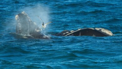 Southern right whales awe admirers after coming back from brink of extinction
