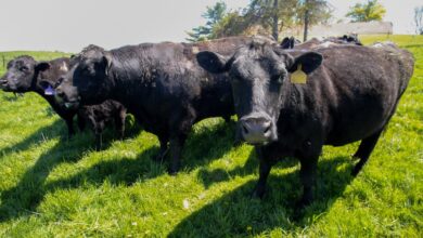 Iowa soybean farmers lost China as a buyer. Cattle was their backup plan — then Trump announced plans to import more beef