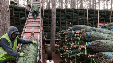 Why tariffs might make real Christmas trees more attractive this holiday season