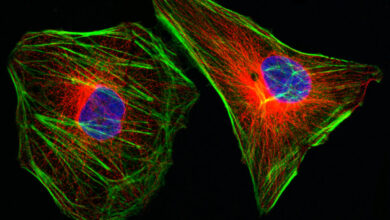 Cervical cancer, HPV shot, lorazepam: Morning Rounds