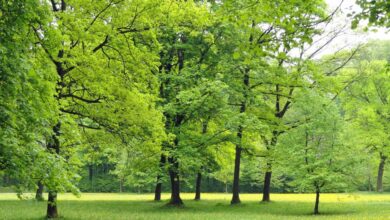 Greater exposure to greenness linked to fewer hospital stays for mental disorders