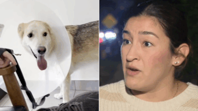 LA couple spent K on emergency vet fees after their dog ingested meth in an alley. How some pet owners keep costs down