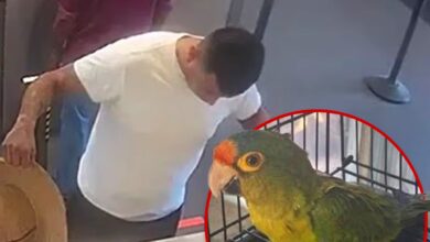 Man With Big Bulge Busted at Border With Endangered Birds in His Pants