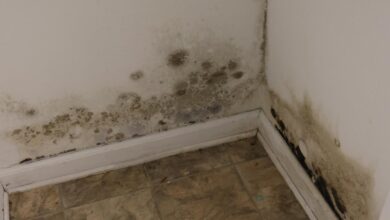 Mold causes hidden health crisis as extreme weather risk grows