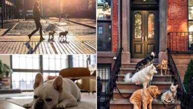 NYC is one of the least pet-friendly places to rent: report