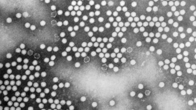 Poliovirus, SNAP, malaria, MAHA summit: Morning Rounds