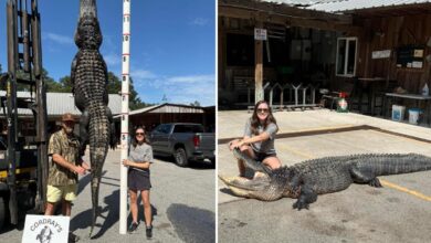 South Carolina mother on maternity leave nabs 12-foot alligator her family plans to turn into rug