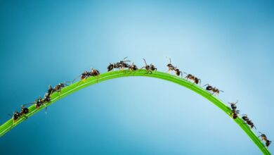 The Wonder of the Emergent Mind (with Gaurav Suri)