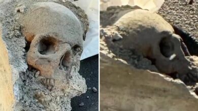 Workers find ‘skull’ encased in concrete at Boston pier, sparking mob hit fears