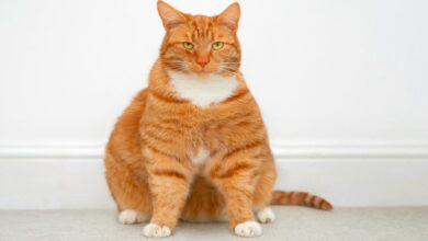 Could pets be next for weight loss drugs? Here’s what to know about a clinical study for cats.