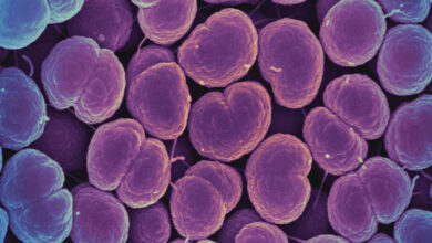 Lancet study shows new antibiotic effective against gonorrhea
