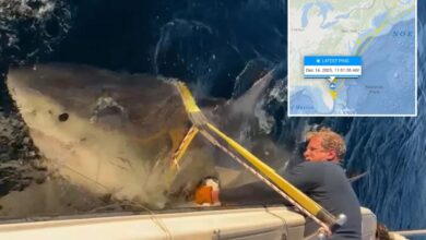 Largest male shark Contender spotted moving south near Florida Georgia line