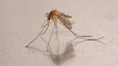 Mosquito-borne viruses kill 33 people, including 21 children, in Cuba