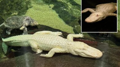 San Francisco albino alligator Claude dead at 30