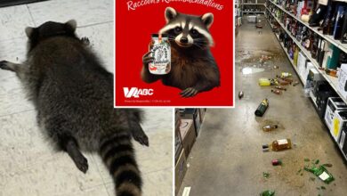 Virginia liquor store trashed by drunk raccoon introduces new cocktails inspired by viral tipsy critter